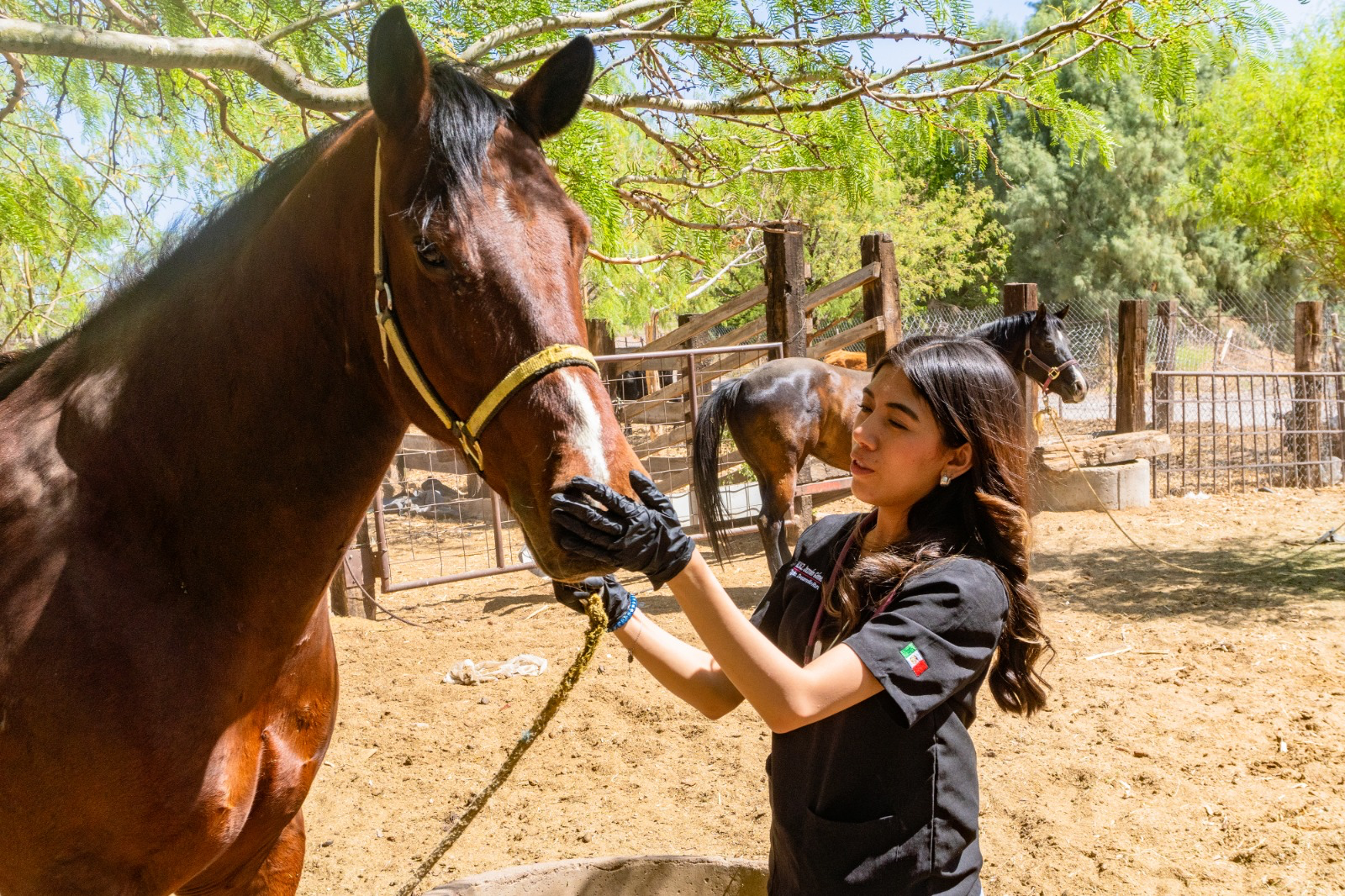 Más de 40 establos atendidos en Meoqui con apoyo de médicos veterinarios de la Universidad de la Narro de Torreón, Coahuila