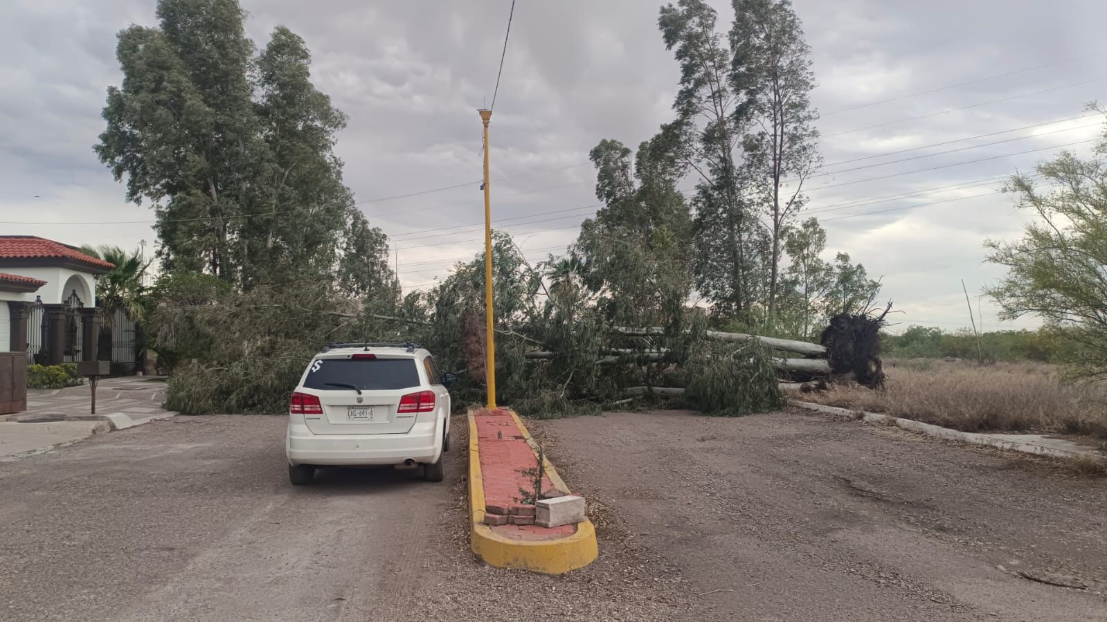 Retira Servicios Públicos árboles derribados en Delicias por ráfagas de viento