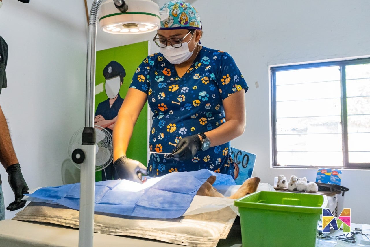 Realizarán jornada de esterilización gratuita de mascotas en seccionales de Meoqui