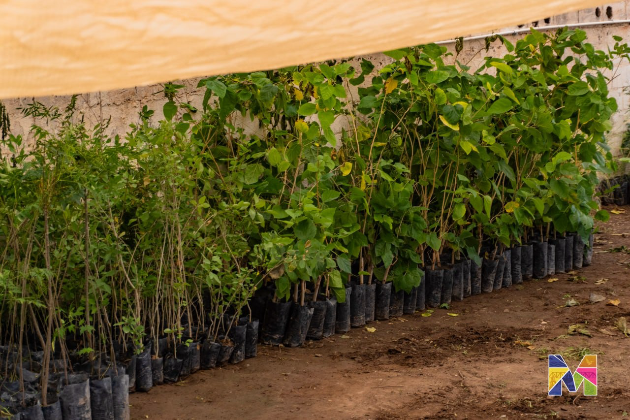 Reciben en Meoqui más de mil árboles para donación