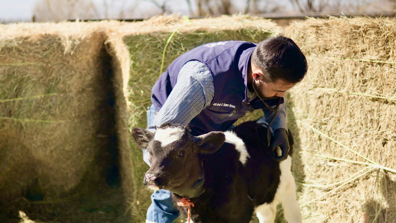 Continua apoyo a productores de Meoqui con Programa “Médico Visita mi Establo”